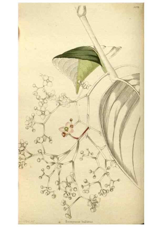 Reproducción/Reproduction 48787434581: The botanical cabinet. London :John & Arthur Arch ...,1817-1833.. 