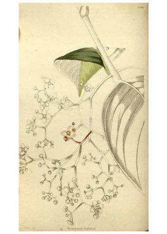 Reproducción/Reproduction 48787434581: The botanical cabinet. London :John & Arthur Arch ...,1817-1833.. 