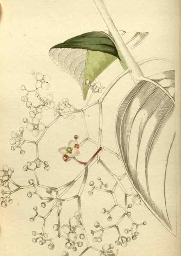 Reproducción/Reproduction 48787434581: The botanical cabinet. London :John & Arthur Arch ...,1817-1833.. 