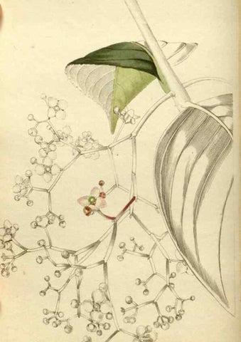 Reproducción/Reproduction 48787434581: The botanical cabinet. London :John & Arthur Arch ...,1817-1833.. 