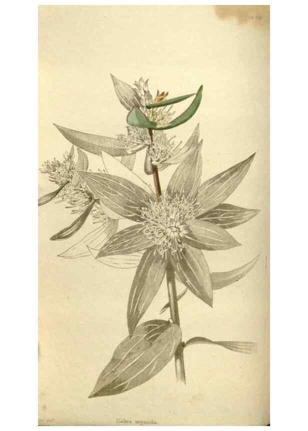 Reproducción/Reproduction 48787434821: The botanical cabinet. London :John & Arthur Arch ...,1817-1833.. 