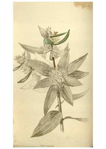 Reproducción/Reproduction 48787434821: The botanical cabinet. London :John & Arthur Arch ...,1817-1833.. 
