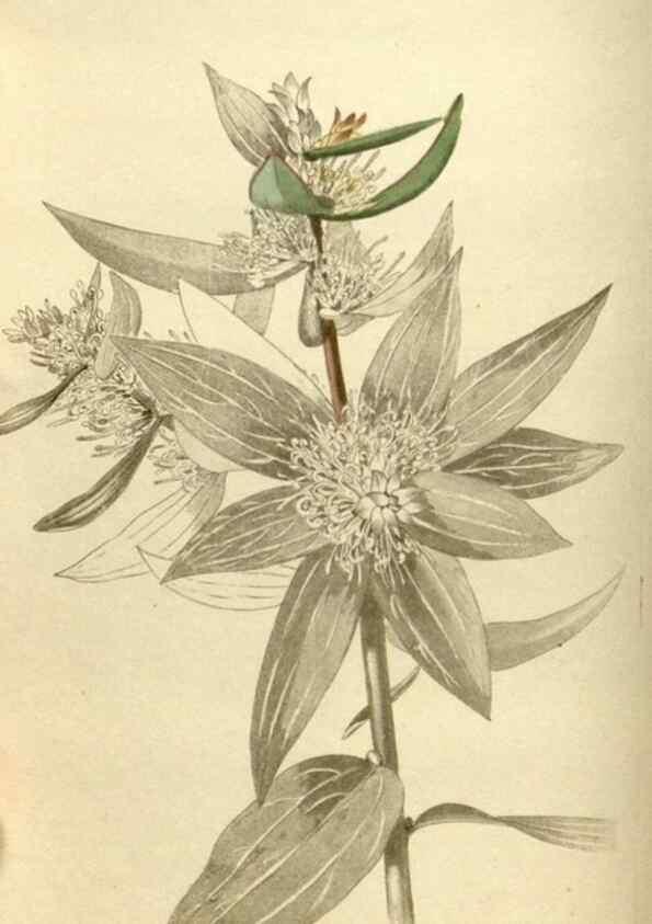 Reproducción/Reproduction 48787434821: The botanical cabinet. London :John & Arthur Arch ...,1817-1833.. 