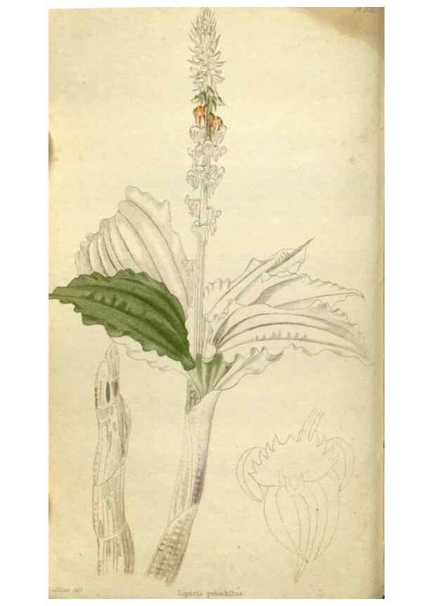 Reproducción/Reproduction 48787435061: The botanical cabinet. London :John & Arthur Arch ...,1817-1833.. 