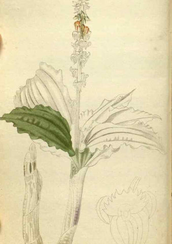 Reproducción/Reproduction 48787435061: The botanical cabinet. London :John & Arthur Arch ...,1817-1833.. 