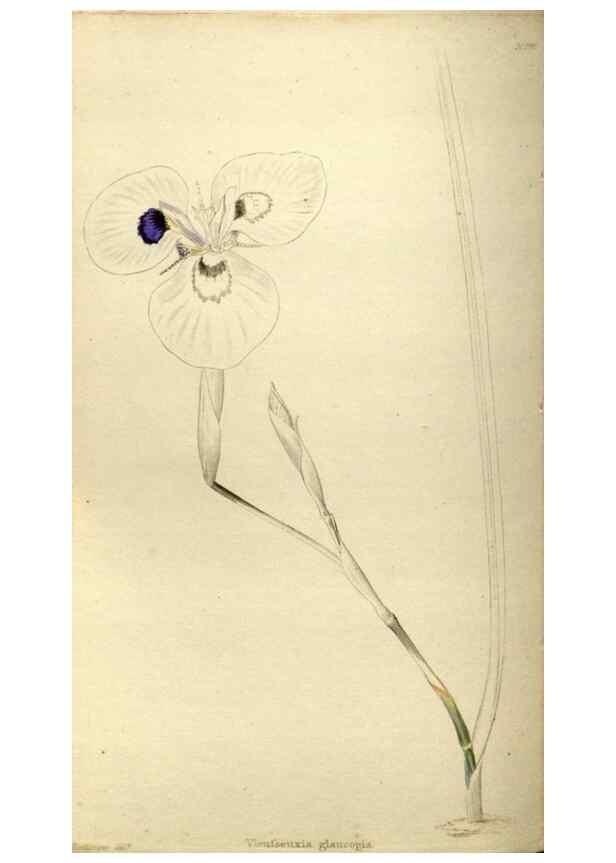 Reproducción/Reproduction 48787433321: The botanical cabinet. London :John & Arthur Arch ...,1817-1833.. 