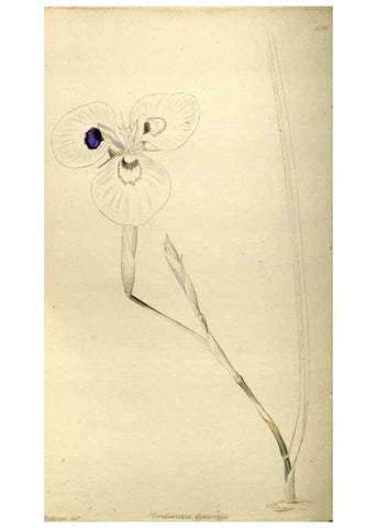 Reproducción/Reproduction 48787433321: The botanical cabinet. London :John & Arthur Arch ...,1817-1833.. 
