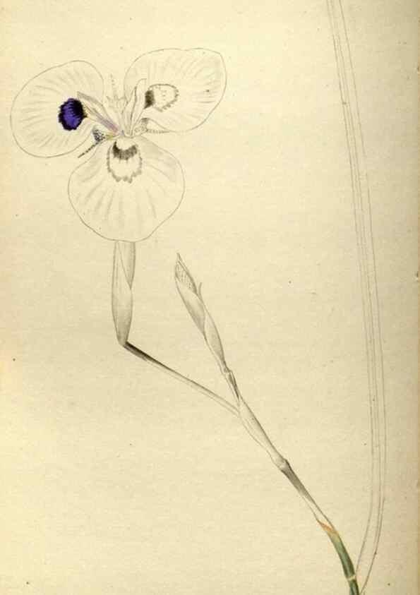 Reproducción/Reproduction 48787433321: The botanical cabinet. London :John & Arthur Arch ...,1817-1833.. 