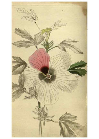 Reproducción/Reproduction 48787656792: The botanical cabinet. London :John & Arthur Arch ...,1817-1833.. 