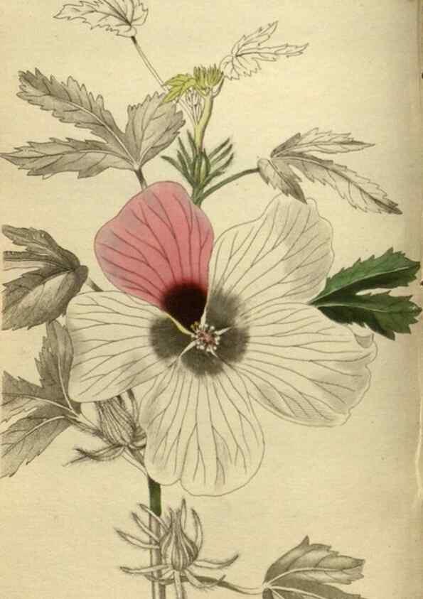 Reproducción/Reproduction 48787656792: The botanical cabinet. London :John & Arthur Arch ...,1817-1833.. 