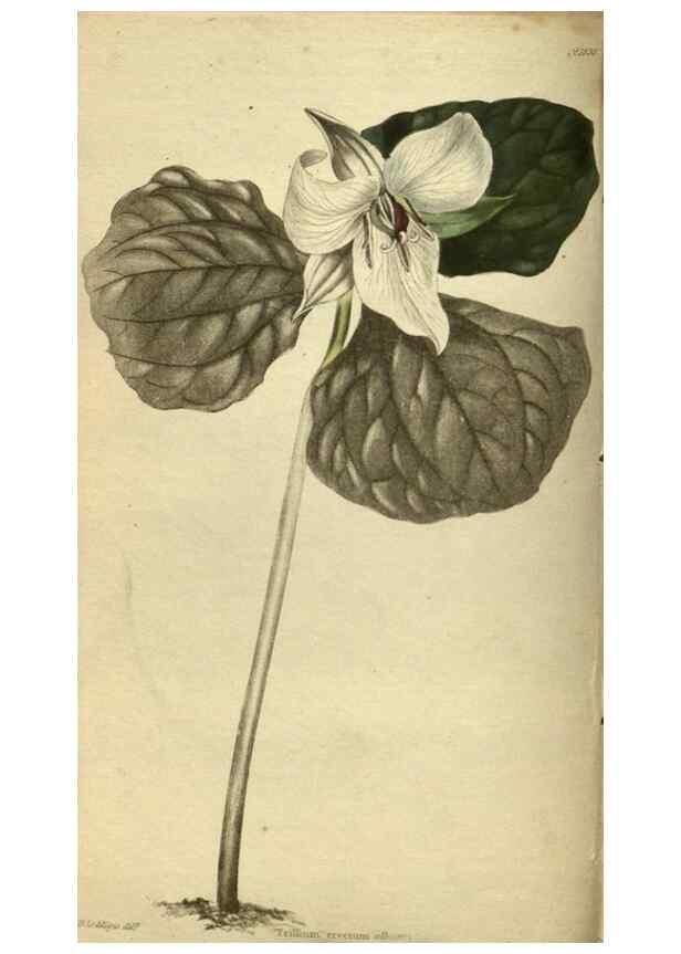 Reproducción/Reproduction 48787143498: The botanical cabinet. London :John & Arthur Arch ...,1817-1833.. 