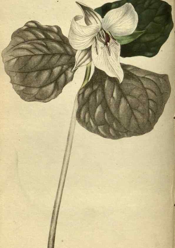 Reproducción/Reproduction 48787143498: The botanical cabinet. London :John & Arthur Arch ...,1817-1833.. 