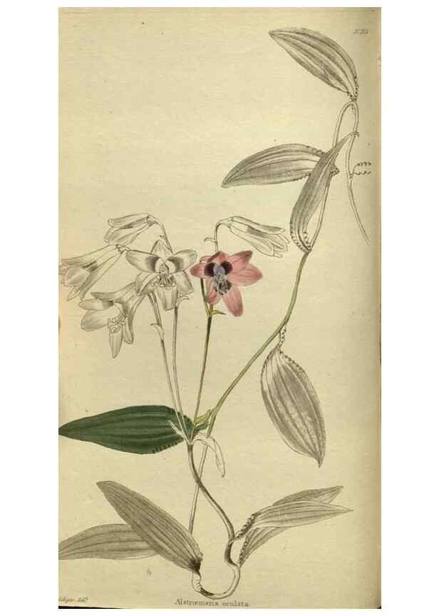 Reproducción/Reproduction 48787143718: The botanical cabinet. London :John & Arthur Arch ...,1817-1833.. 