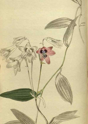 Reproducción/Reproduction 48787143718: The botanical cabinet. London :John & Arthur Arch ...,1817-1833.. 