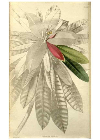 Reproducción/Reproduction 48787693526: The botanical cabinet. London :John & Arthur Arch ...,1817-1833.. 
