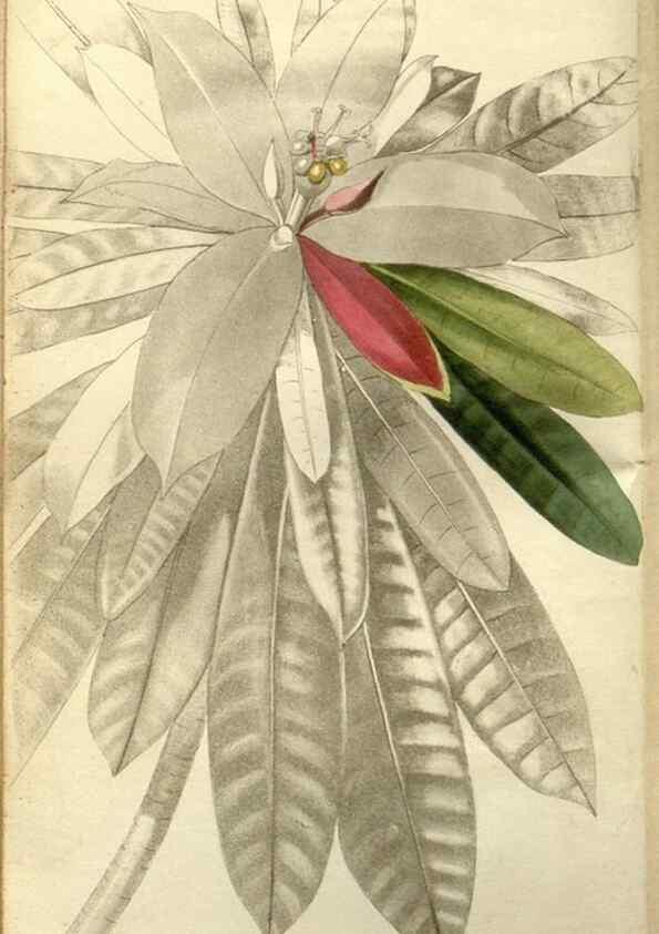 Reproducción/Reproduction 48787693526: The botanical cabinet. London :John & Arthur Arch ...,1817-1833.. 