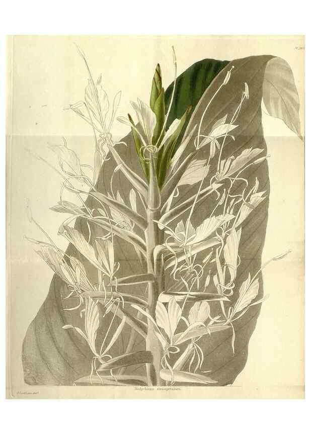 Reproducción/Reproduction 48787844717: The botanical cabinet. London :John & Arthur Arch ...,1817-1833.. 