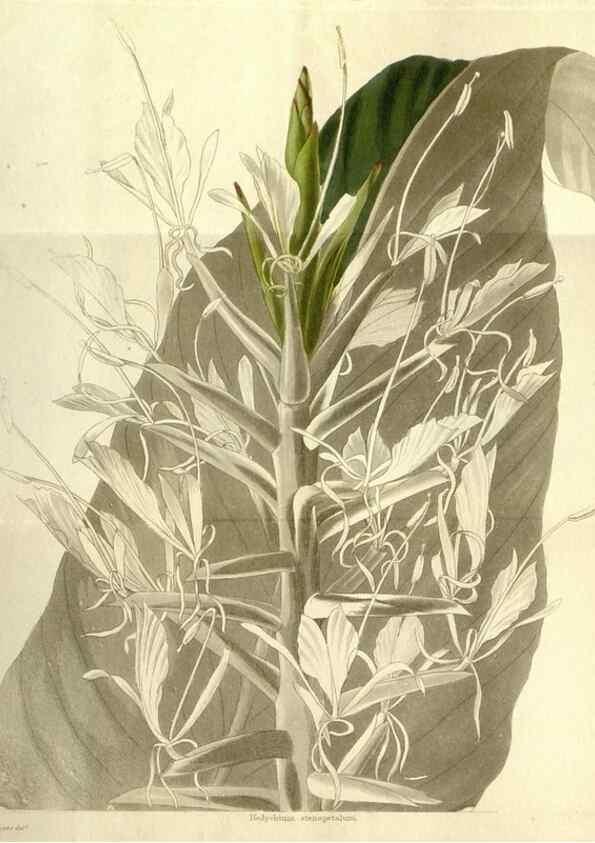 Reproducción/Reproduction 48787844717: The botanical cabinet. London :John & Arthur Arch ...,1817-1833.. 