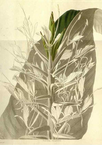 Reproducción/Reproduction 48787844717: The botanical cabinet. London :John & Arthur Arch ...,1817-1833.. 