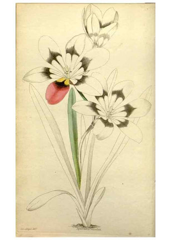 Reproducción/Reproduction 48787333753: The botanical cabinet. London :John & Arthur Arch ...,1817-1833.. 