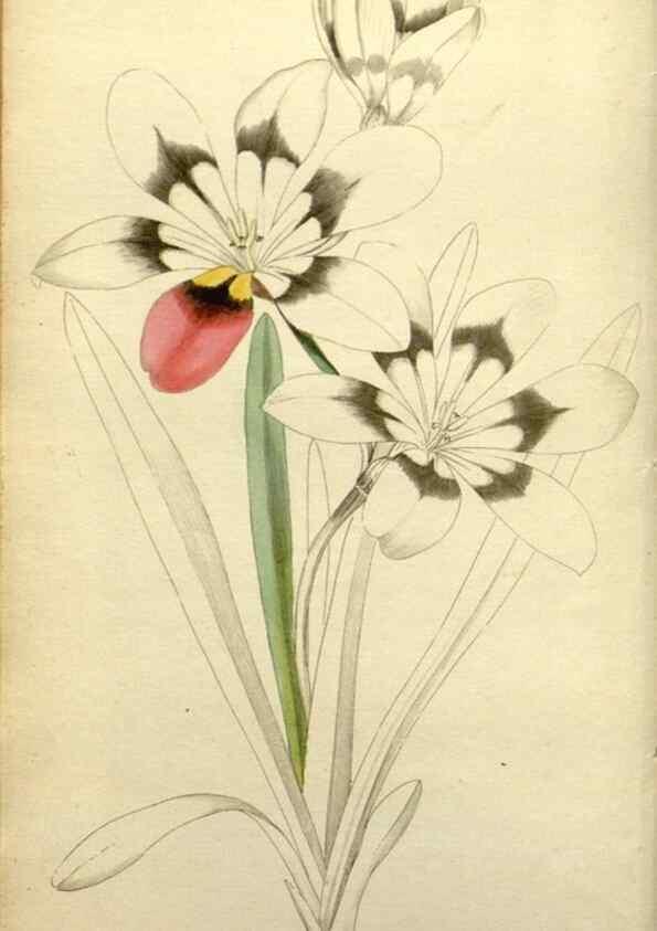 Reproducción/Reproduction 48787333753: The botanical cabinet. London :John & Arthur Arch ...,1817-1833.. 