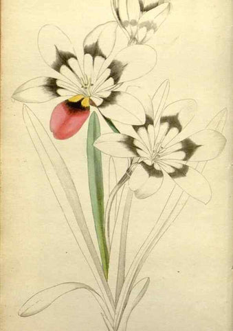 Reproducción/Reproduction 48787333753: The botanical cabinet. London :John & Arthur Arch ...,1817-1833.. 