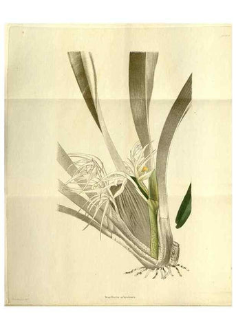 Reproducción/Reproduction 48787845677: The botanical cabinet. London :John & Arthur Arch ...,1817-1833.. 