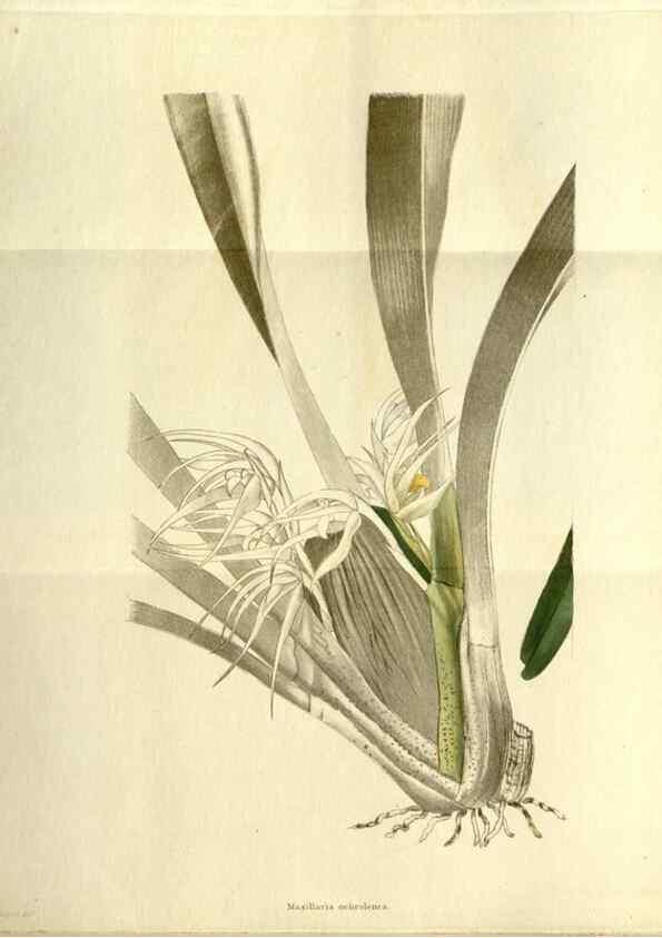 Reproducción/Reproduction 48787845677: The botanical cabinet. London :John & Arthur Arch ...,1817-1833.. 