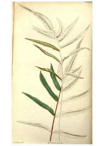 Reproducción/Reproduction 48787334978: The botanical cabinet. London :John & Arthur Arch ...,1817-1833.. 