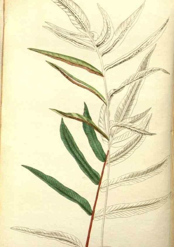 Reproducción/Reproduction 48787334978: The botanical cabinet. London :John & Arthur Arch ...,1817-1833.. 