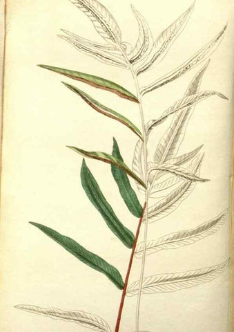Reproducción/Reproduction 48787334978: The botanical cabinet. London :John & Arthur Arch ...,1817-1833.. 