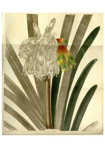 Reproducción/Reproduction 48787696446: The botanical cabinet. London :John & Arthur Arch ...,1817-1833.. 