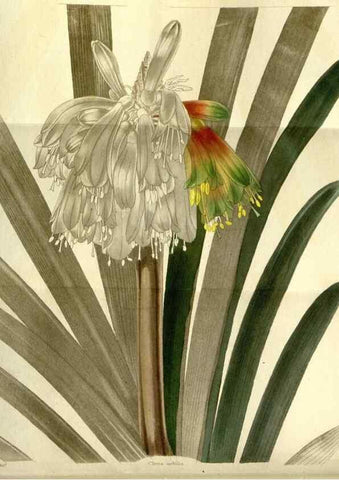 Reproducción/Reproduction 48787696446: The botanical cabinet. London :John & Arthur Arch ...,1817-1833.. 