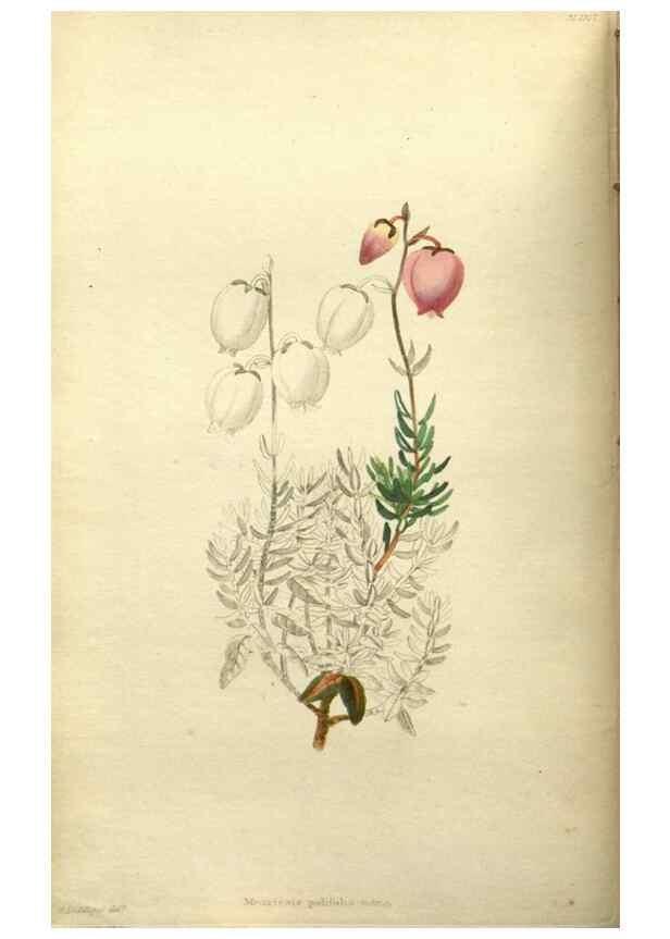 Reproducción/Reproduction 48787869822: The botanical cabinet. London :John & Arthur Arch ...,1817-1833.. 