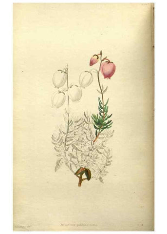 Reproducción/Reproduction 48787869822: The botanical cabinet. London :John & Arthur Arch ...,1817-1833.. 