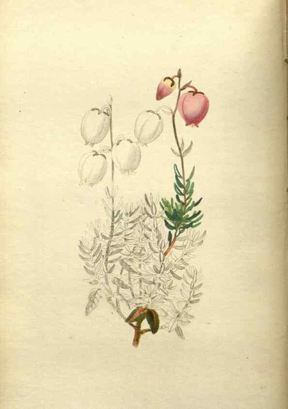 Reproducción/Reproduction 48787869822: The botanical cabinet. London :John & Arthur Arch ...,1817-1833.. 