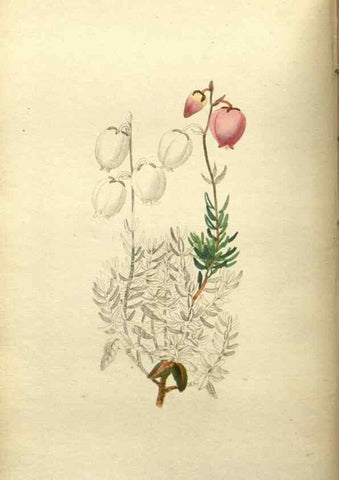 Reproducción/Reproduction 48787869822: The botanical cabinet. London :John & Arthur Arch ...,1817-1833.. 