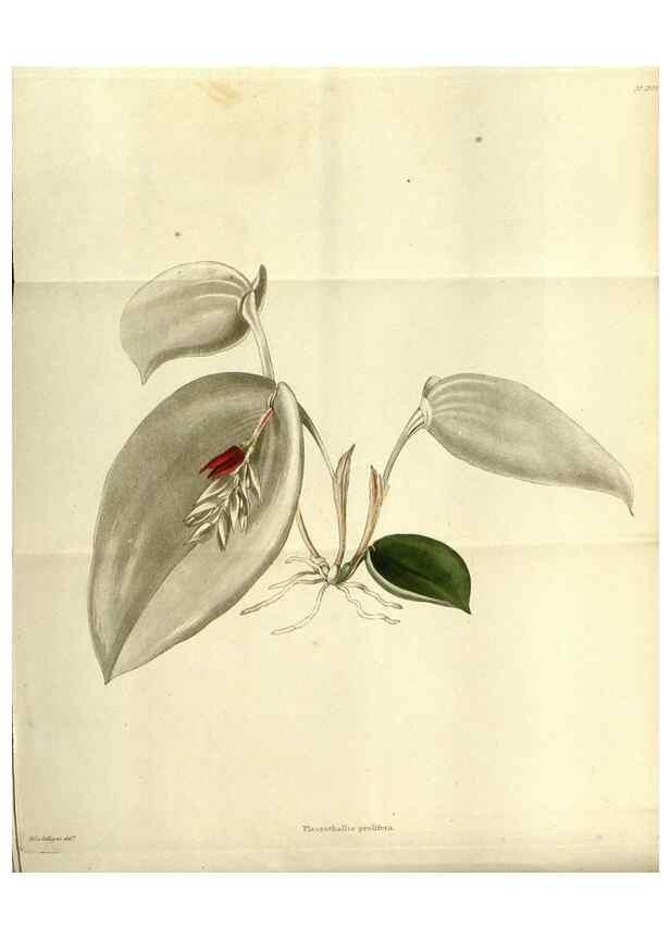 Reproducción/Reproduction 48787870057: The botanical cabinet. London :John & Arthur Arch ...,1817-1833.. 