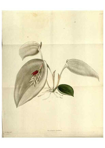 Reproducción/Reproduction 48787870057: The botanical cabinet. London :John & Arthur Arch ...,1817-1833.. 
