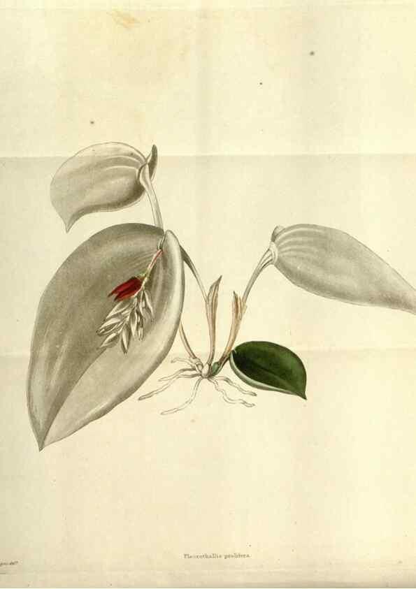 Reproducción/Reproduction 48787870057: The botanical cabinet. London :John & Arthur Arch ...,1817-1833.. 
