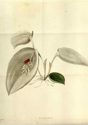 Reproducción/Reproduction 48787870057: The botanical cabinet. London :John & Arthur Arch ...,1817-1833.. 