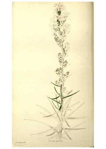 Reproducción/Reproduction 48787719501: The botanical cabinet. London :John & Arthur Arch ...,1817-1833.. 