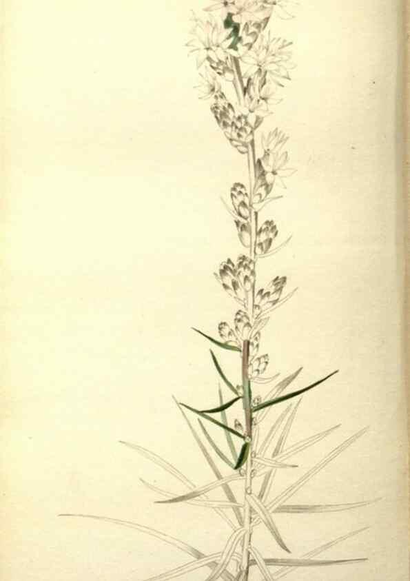Reproducción/Reproduction 48787719501: The botanical cabinet. London :John & Arthur Arch ...,1817-1833.. 
