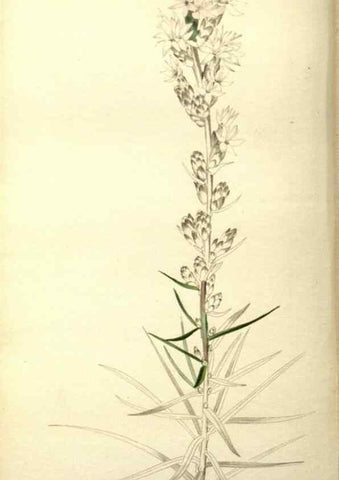 Reproducción/Reproduction 48787719501: The botanical cabinet. London :John & Arthur Arch ...,1817-1833.. 
