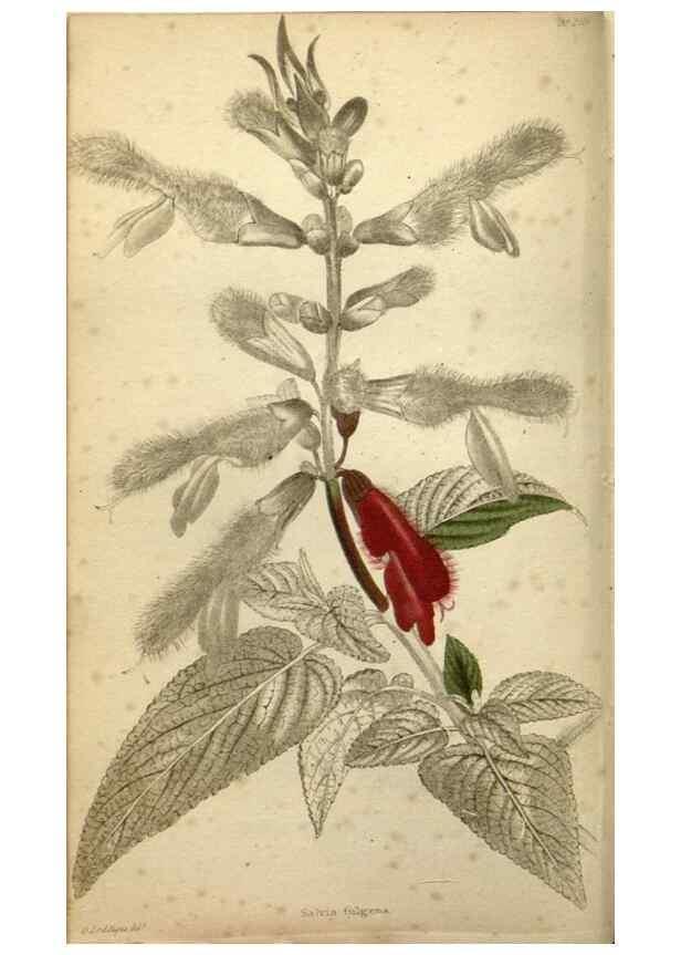 Reproducción/Reproduction 48787870657: The botanical cabinet. London :John & Arthur Arch ...,1817-1833.. 
