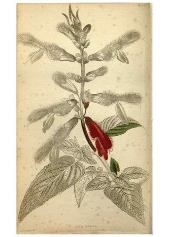 Reproducción/Reproduction 48787870657: The botanical cabinet. London :John & Arthur Arch ...,1817-1833.. 