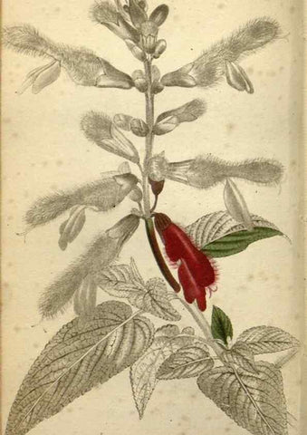 Reproducción/Reproduction 48787870657: The botanical cabinet. London :John & Arthur Arch ...,1817-1833.. 