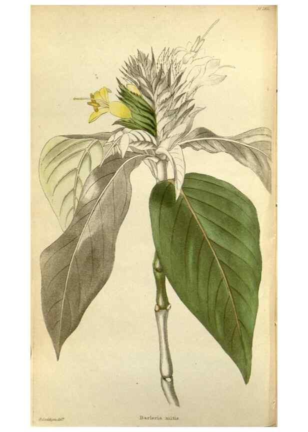 Reproducción/Reproduction 48787360113: The botanical cabinet. London :John & Arthur Arch ...,1817-1833.. 