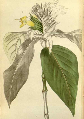 Reproducción/Reproduction 48787360113: The botanical cabinet. London :John & Arthur Arch ...,1817-1833.. 