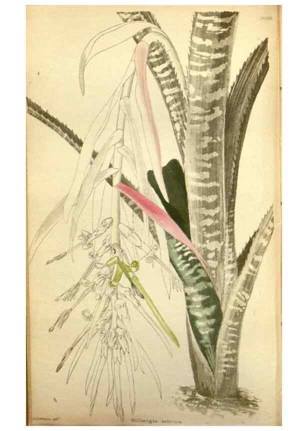 Reproducción/Reproduction 48787871247: The botanical cabinet. London :John & Arthur Arch ...,1817-1833.. 